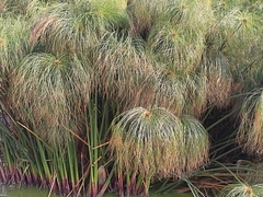 Cyperus papyrus