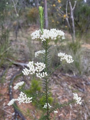 Ozothamnus diosmifolius