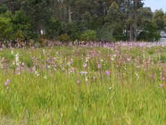 Watsonia borbonica