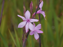 Watsonia borbonica