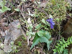 Delphinium depauperatum