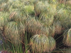 Cyperus papyrus