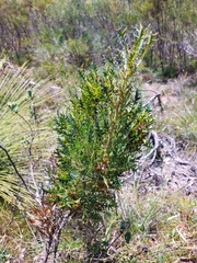 Banksia armata