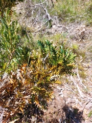 Banksia armata