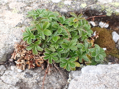 Alpinae