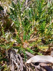 Banksia armata