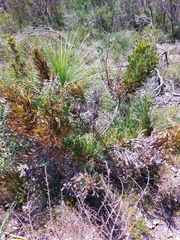 Banksia armata