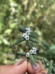 Euphorbia pediculifera