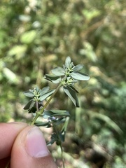 Euphorbia pediculifera