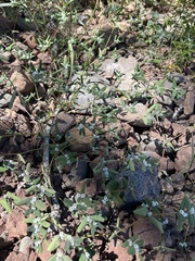 Euphorbia pediculifera