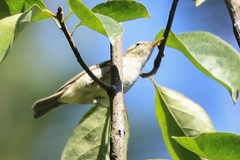 Phylloscopus emeiensis