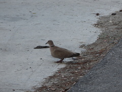 Streptopelia decaocto