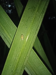 Psyllobora vigintiduopunctata