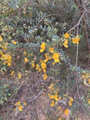 Pultenaea euchila