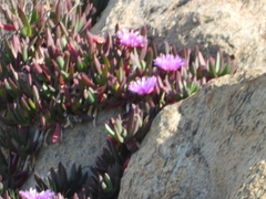 Carpobrotus virescens