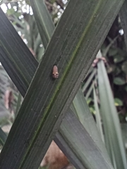 Psyllobora vigintiduopunctata