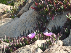 Carpobrotus virescens