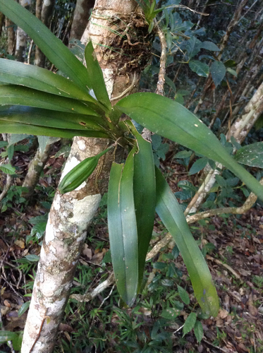 Jumellea lignosa
