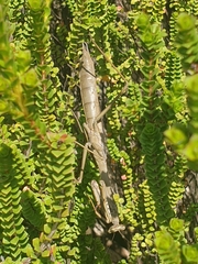 Archimantis latistyla