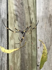 Trichonephila plumipes