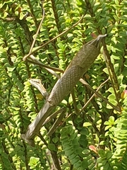 Archimantis latistyla