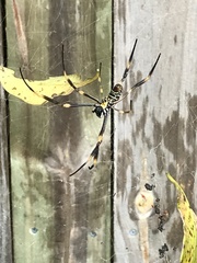 Trichonephila plumipes