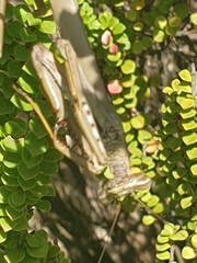 Archimantis latistyla