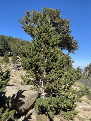 Pinus aristata