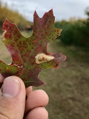 Phyllonorycter basistrigella