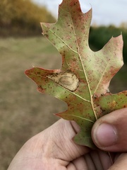 Phyllonorycter basistrigella