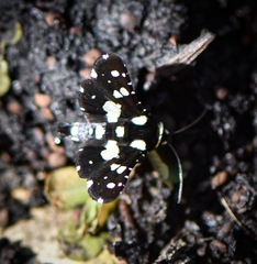 Pseudothyris sepulchralis