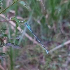 Pseudagrion decorum