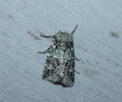 Lacinipolia laudabilis