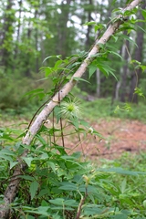 Clematis alpina sibirica
