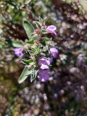 Hemiandra pungens