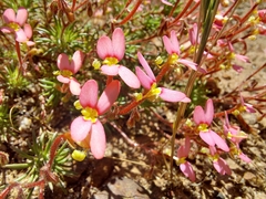 Stylidium recurvum