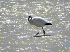 Phoenicoparrus jamesi