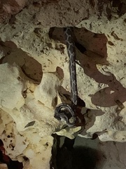 Pseudelaphe phaescens