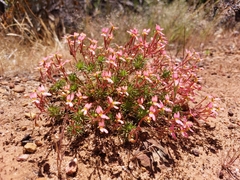 Stylidium recurvum