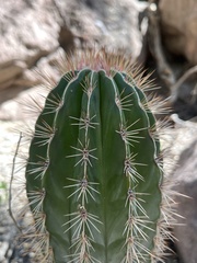 Pachycereus pringlei
