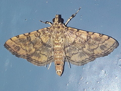 Lamprosema