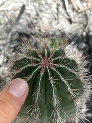 Pachycereus pringlei