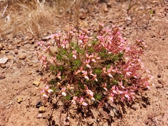 Stylidium recurvum