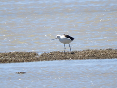 Recurvirostra andina