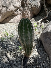 Pachycereus pringlei