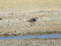 Vanellus resplendens