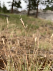 Danthonia unispicata