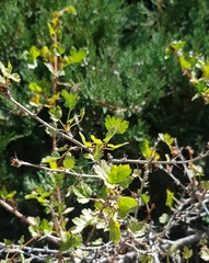 Ribes aciculare