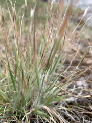 Danthonia unispicata