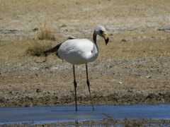 Phoenicoparrus jamesi